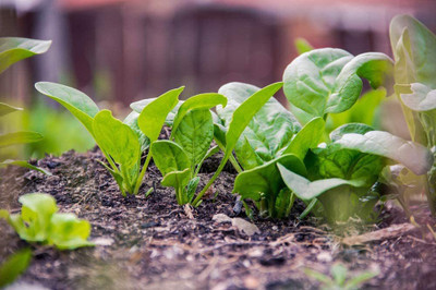 CYBEXIS Heirloom Hybrid Spinach Seeds1000 Seeds Seed(1000 per packet)