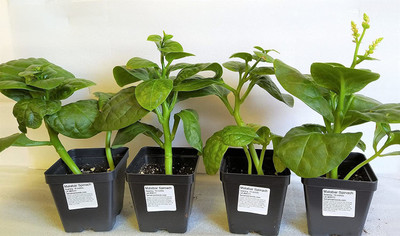 VibeX Spinach Seed(500 per packet)
