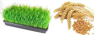 LPR GAHU SEEDS ,WHEAT Seed(800 per packet)
