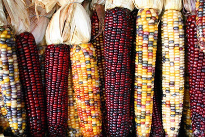 WILLVINE MEH -IX Indian Multicolor Corn Seed-[1Kg] Seed(4000 per packet)