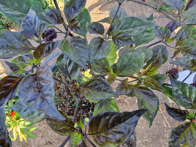 Biosnyg F1 Hybrid Moruga Black Jack Chilli Vegetable Seeds For Gardening-(2000 Seeds) Seed(2000 per packet)