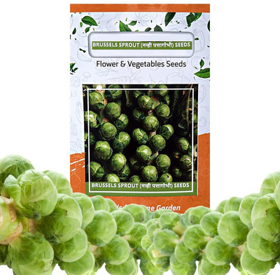 WILLVINE AMR -I Long Island Improved Brussels Sprout [5g] Seed(1500 per packet)