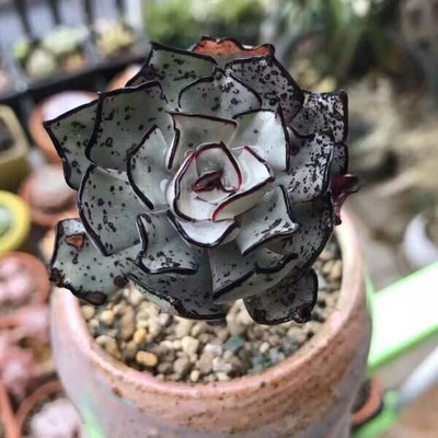 NooElec Seeds India All Seasons Savior Echeveria 'Nova Cluster' Succulent Seed(35 per packet)