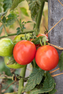 Kishori Creation tomato Seed(80 per packet)