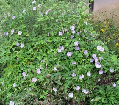 Qualtivate HYB-3A Butterfly Pea Atlantic Seeds Seed(200 per packet)