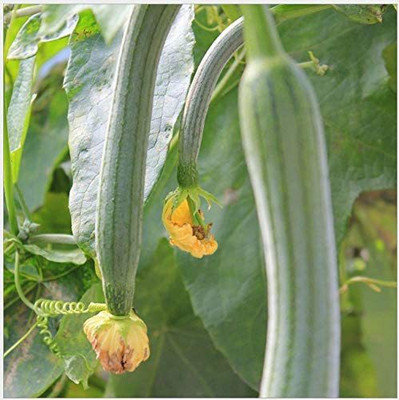 CYBEXIS ATS-50 - Luffa (Sponge Gourd) - (300 Seeds) Seed(300 per packet)