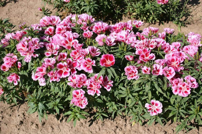 Lorvox Clarkia Elegance Double mixed flower Seed(140 per packet)