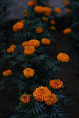 Fiat Powertrain Technologies marigold/gende ka phool flower seeds Seed(50 per packet)