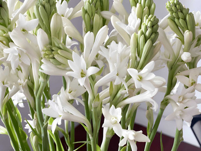 SeedsVally double petel most fragrance tuberose flower bulbs seeds Seed (5 per packet) Seed(5 per packet)