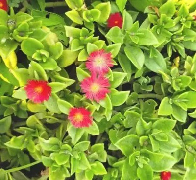 Aro Ice plant Seed(20 per packet)