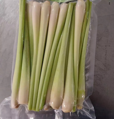 Quentova लेमन ग्रास/Lemon grass (Cymbopogon citratus)-KMT-8W Seed(75 per packet)