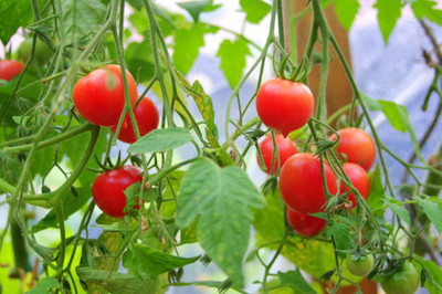 SGPM Collections tomato Seed(120 per packet)