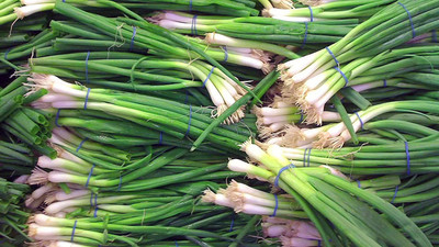 VibeX ® VLR-525 Onion Seeds (Bunching) - White Lisbon Seed(1000 per packet)
