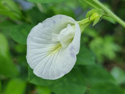 Khushi Prova Aparajita Seed(43 per packet)