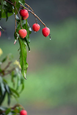 MAA LITCHI,LICHEE,LYCHEE Seed(10 per packet)