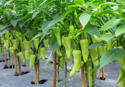 ARTAseed White Chilli, Sweet Pepper Seed(140 per packet)