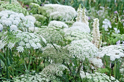 CYBEXIS XLR-57 - Queen Anne's Lace - Wild Carrot - (60 Seeds) Seed(60 per packet)