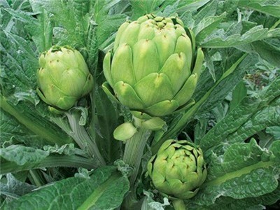 KNESSiN VIX-50 Artichoke Green Globe Seed(75 per packet)