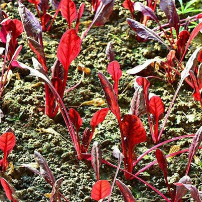 CYBEXIS Cold Hardy Purple Spinach Seeds1000 Seeds Seed(1000 per packet)