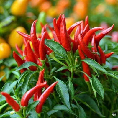 GREENSEA Surjomukhi Chilli/Mirchi Seeds for Planting, Hybrid Seed(135 per packet)