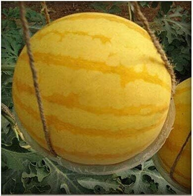 Qualtivate PUA-2A Yellow Watermelon Fruit Seeds Seed(100 per packet)