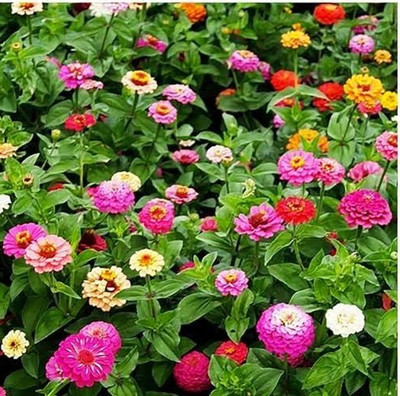 Greenfall Mixed Zinnia Flower Seeds - 25 Count Pack for Garden Use Seed(30 per packet)