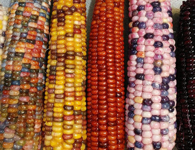 WILLVINE NKR -XIII Mountain Indian Corn Seeds-[100g] Seed(400 per packet)
