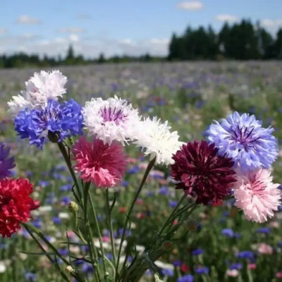 Aro Cornflower Seed(25 per packet)
