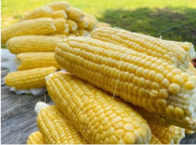 greenfarm NXZ - Yellow Sweet Corn Seeds/ Best Quality , 80 X Seeds , eww46 Seed(80 per packet)