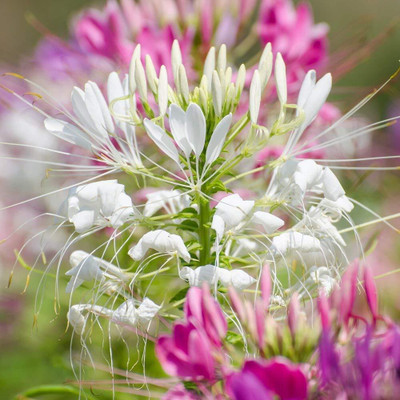 Aywal Cleome Flower Hybrid Seed(70 per packet)