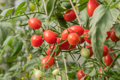 RDK tomato Seed(60 per packet)