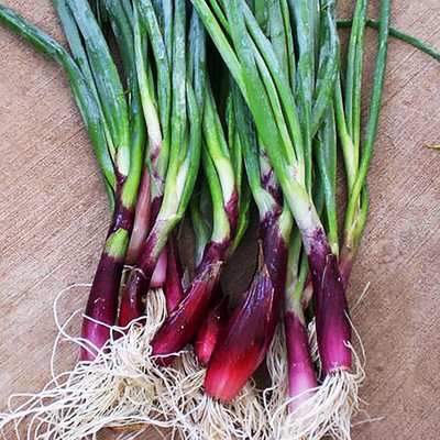 KNESSiN Heat Tolerant Japanese Long Green Onion Seeds For Planting-(300 Seeds) Seed(300 per packet)