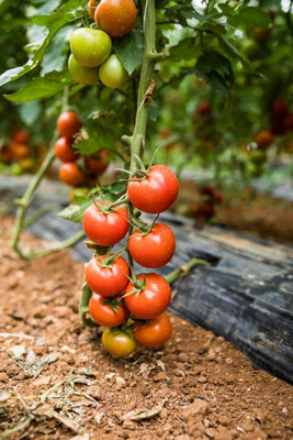abiswas tomato Seed(70 per packet)