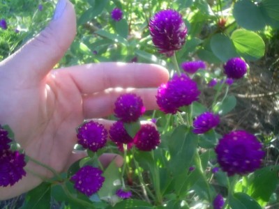 Quentova Amaranth, globe amaranth (Gomphrena)-VNT-3A Seed(40 per packet)