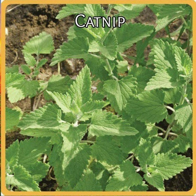 VibeX ® XXL-39 Cat Mint Catnip Seeds Seed(1000 per packet)