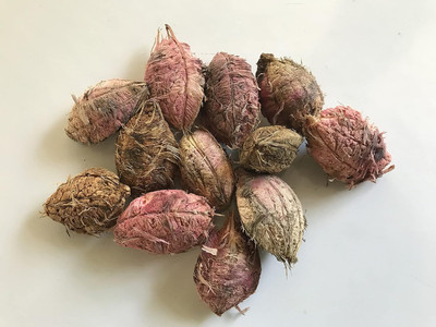 Qualtivate VXI-56 Jangli Badam Almond Badam Tree Seeds Seed(25 per packet)