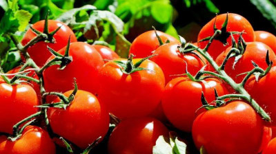 CYBEXIS Arka Saurabh Tomato2000 Seeds Seed(2000 per packet)