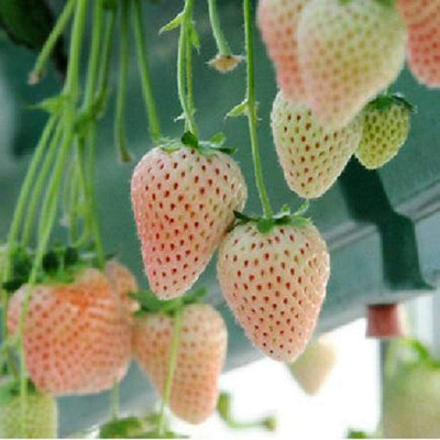 CYBEXIS Strawberry Milk White Strawberry Seeds400 Seeds Seed(400 per packet)
