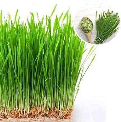 Aywal Organic Wheat Grass Seed(7000 per packet)