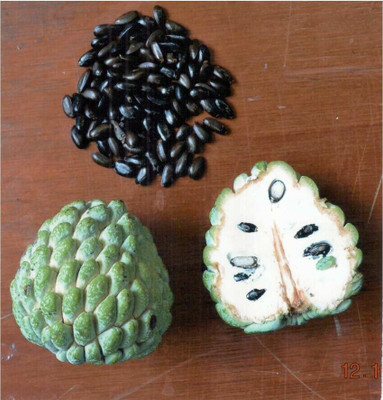 DEYS AGRO ™ custard apple seeds,sweet variety Seed(10 per packet)