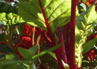 CYBEXIS Hybrid Rhubarb Chard Seeds2000 Seeds Seed(2000 per packet)