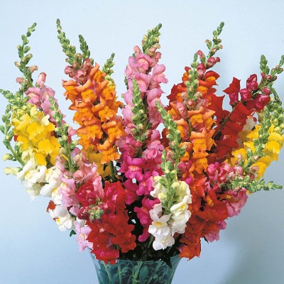 Aywal Antirrhinum 'madame butterfly' F1 Hybrid mix flower Seed(50 per packet)