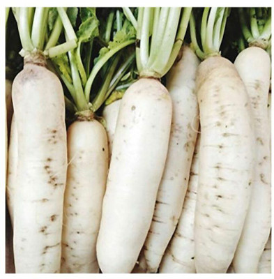 VINTI Rare White Radish (Mooli) Vegetable Seed(500 per packet)