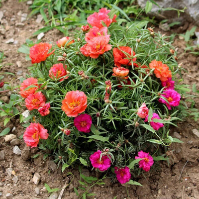 AMAJIT Portulaca seeds,Moss Rose flower seeds,9 o clock flower seeds,Sun Rose seeds, Seed(55 per packet)