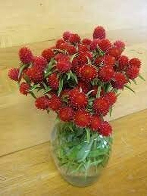 Lorvox Gomphrena Mixed Seed(30 per packet)