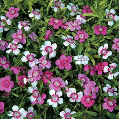 CYBEXIS Dianthus Micro Chips Hardy Perennial Carnation Seed(50 per packet)