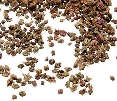 BDSresolve New Kochia seeds/Kochia seeds 53 Seed(53 per packet)