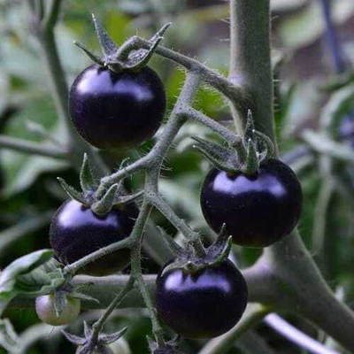 seedargo Seedargo Best Quality Hybride BlackTomato Seed Seed(45 per packet)
