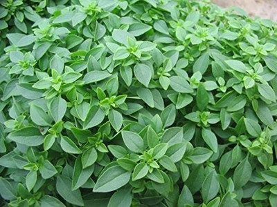 VibeX ® VLR-31 Greek Dwarf Basil (Ocimum basilicum) Seed(1000 per packet)