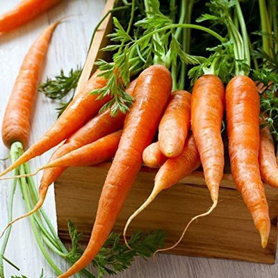 CYBEXIS LX-64 - Carrot Tendersweet - (250 Seeds) Seed(250 per packet)